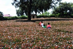 Nairobi: visita a una plantación de té púrpura y degustación