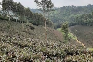 Nairobi: visita a una plantación de té púrpura y degustación