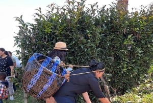Nairobi: visita a una plantación de té púrpura y degustación
