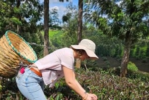 Nairobi: visita a una plantación de té púrpura y degustación