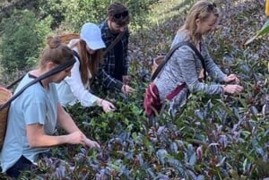 Nairobi: visita a una plantación de té púrpura y degustación
