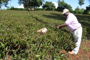 Nairobi: Purple tea farm.