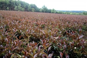 Nairobi: Purple tea farm.