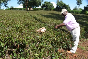 Nairobi: Purple tea farm.