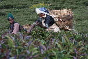 Nairobi: Purple tea farm.