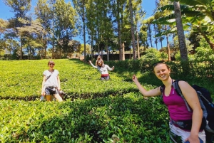 Nairobi: Purple tea farm.