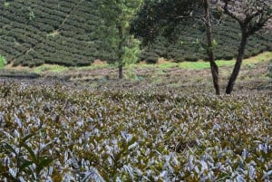 Nairobi: Purple tea farm.