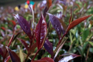 Nairobi: Purple tea farm.