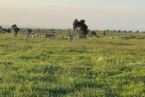 Nairobi: Quad Bike Wildlife Safari z transferami i posiłkiem