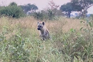 Nairobi: Quad Bike Wildlife Safari z transferami i posiłkiem