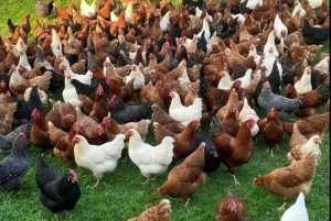 Nairobi: Rural Village Life Immersion Day with Pickup