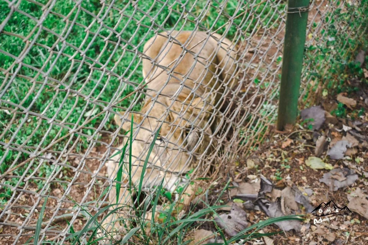 Nairobi: Safari Walk and Giraffe Center Day Tour