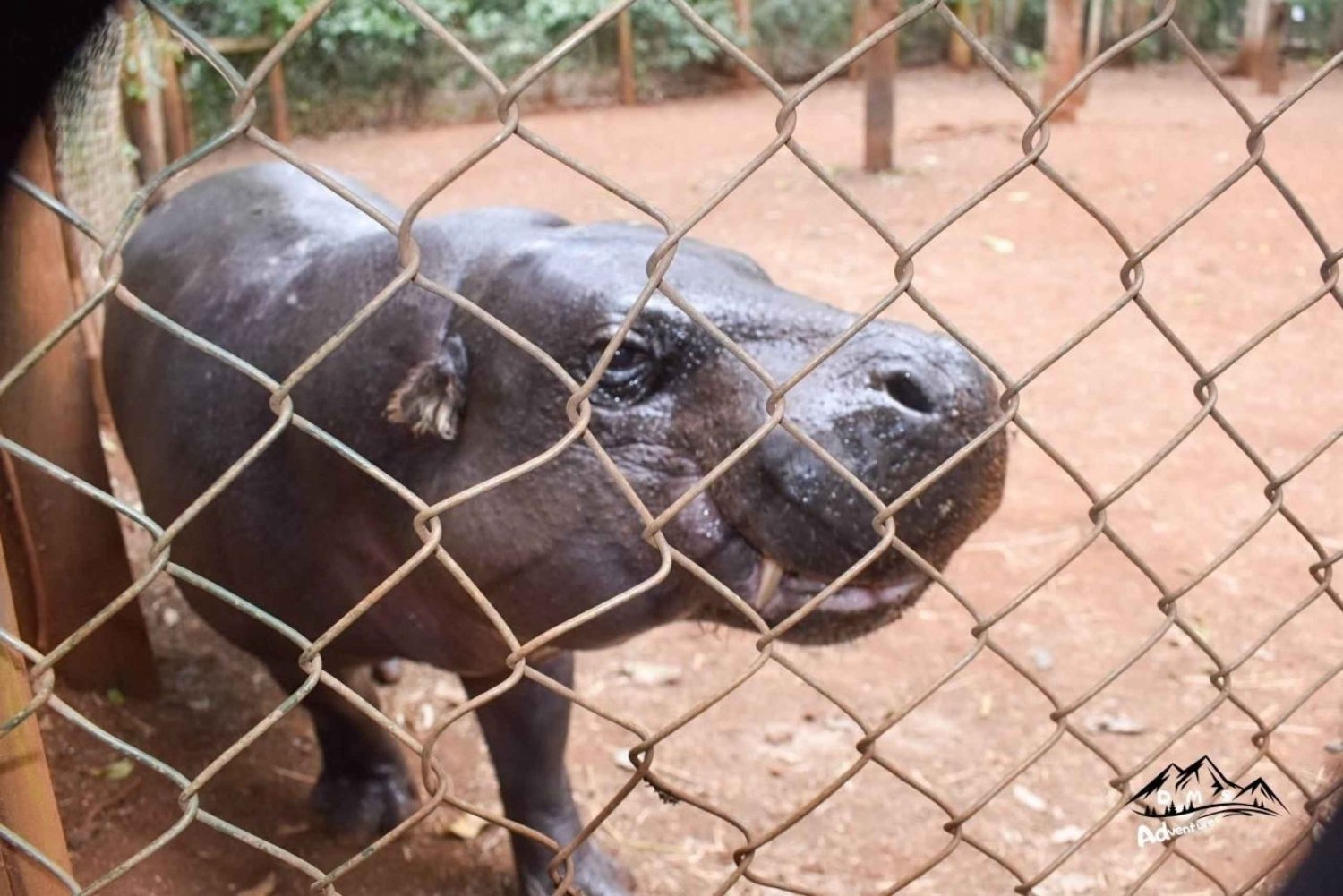 Nairobi: Safari Walk and Giraffe Center Day Tour