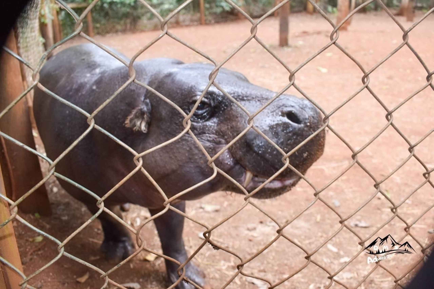 Nairobi: Spacer po safari i całodniowa wycieczka do centrum żyraf