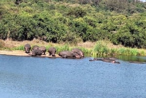 Nairobi: Safari Walk and Giraffe Center Day Tour