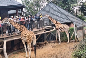 Nairobi: Safari Walk and Giraffe Center Day Tour