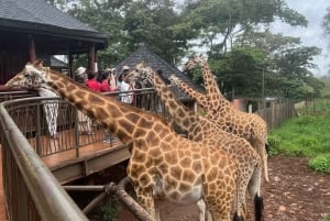 Nairobi: Safari Walk and Giraffe Center Day Tour