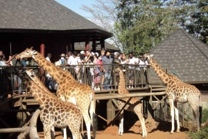 Nairobi: Spacer po safari i całodniowa wycieczka do centrum żyraf