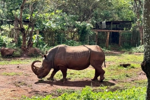 Nairobi: Spacer po safari i całodniowa wycieczka do centrum żyraf