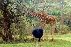 Nairobi: Spacer po safari i całodniowa wycieczka do centrum żyraf