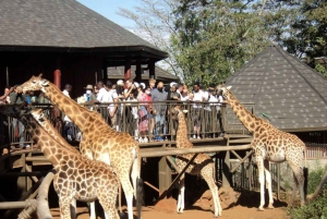 Nairobi: Spacer po safari i całodniowa wycieczka do centrum żyraf