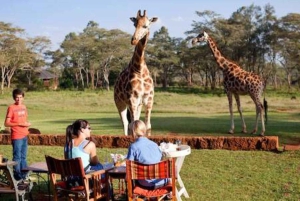 Nairobi: Spacer po safari i całodniowa wycieczka do centrum żyraf