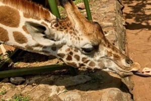 Nairobi: Spacer po safari i całodniowa wycieczka do centrum żyraf