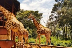 Nairobi: Spacer po safari i całodniowa wycieczka do centrum żyraf