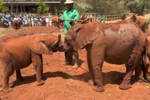 Nairobi: Sheldrick Elephant Orphanage and Giraffe Center