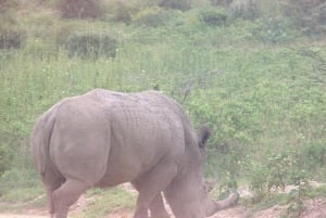 Nairobi: safari o świcie z odbiorem z hotelu