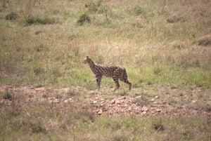 Nairobi: safari o świcie z odbiorem z hotelu