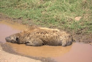 Nairobi: safari o świcie z odbiorem z hotelu