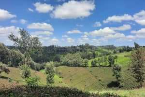 Nairobi: Tea Farm Day Trip with Lunch at kiambethu