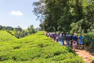 Nairobi: Tea Farm Tour with Forest Walk and Lunch