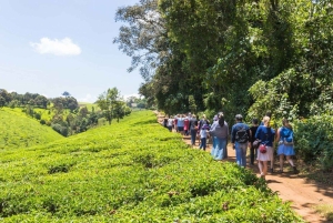 Nairobi: Teeplantage-Tour mit Waldspaziergang und Mittagessen