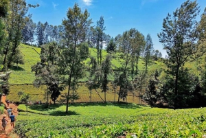 Halvdagstur til Nairobi National Park med afhentning på hotel