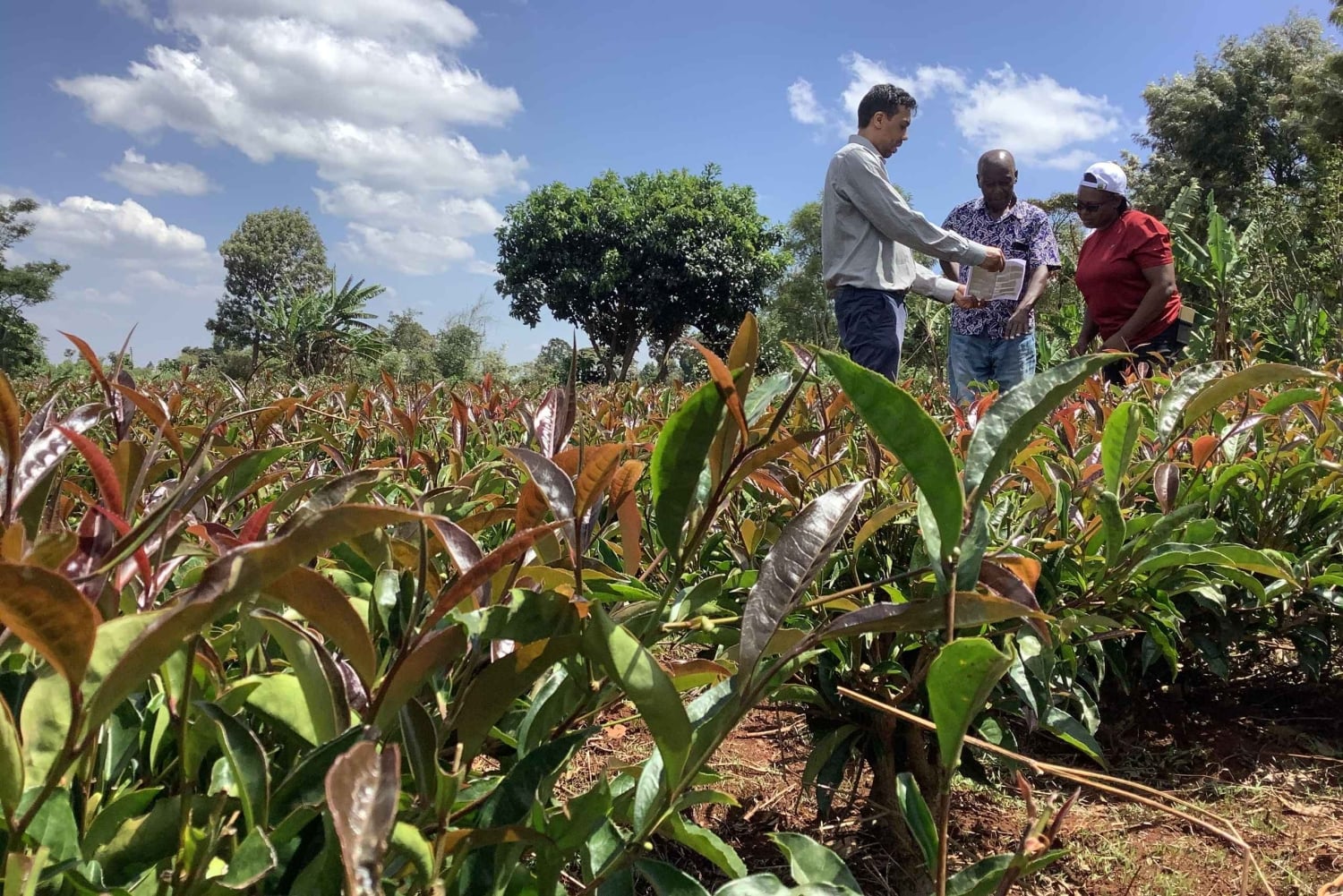 Nairobi: Besök på teodling och workshop om tebearbetning.