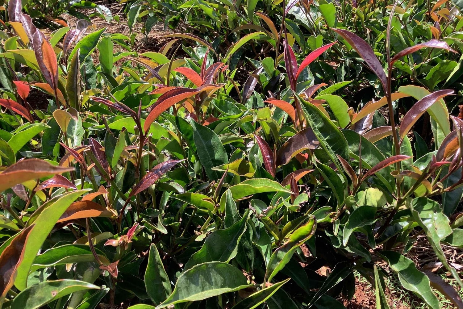 Nairobi: Besök på teodling och workshop om tebearbetning.
