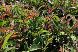 Nairobi: Besök på teodling och workshop om tebearbetning.