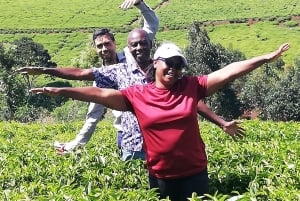 Nairobi: Besök på teodling och workshop om tebearbetning.