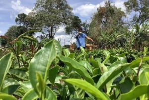 Nairobi: Besök på teodling och workshop om tebearbetning.