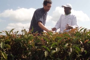 Nairobi: Besök på teodling och workshop om tebearbetning.