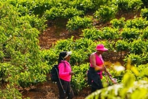 ナイロビ：ガトゥラグリーンパープルティーファーム日帰りツアー