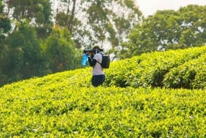 ナイロビ：ガトゥラグリーンパープルティーファーム日帰りツアー