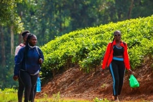 ナイロビ：ガトゥラグリーンパープルティーファーム日帰りツアー