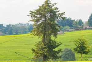 ナイロビ：ガトゥラグリーンパープルティーファーム日帰りツアー