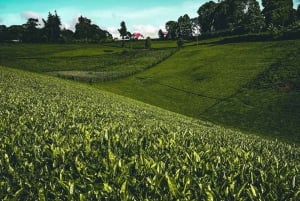 ナイロビ：ガトゥラグリーンパープルティーファーム日帰りツアー