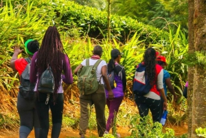 ナイロビ：ガトゥラグリーンパープルティーファーム日帰りツアー