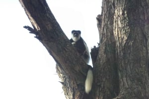 Dagstur fra Nairobi til Lake Naivasha med Crescent Island