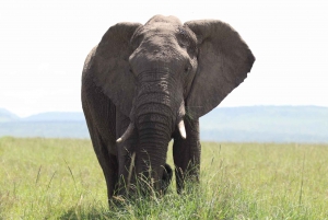 Nairobi to Maasai Mara Daytrip - AW